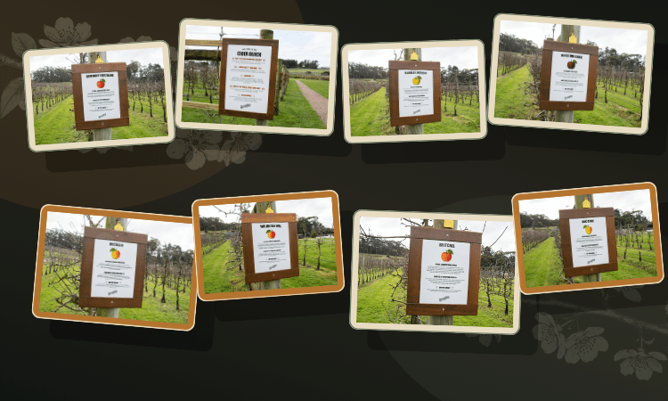 The Cider Block: Heritage Cider Apples in Tasmania