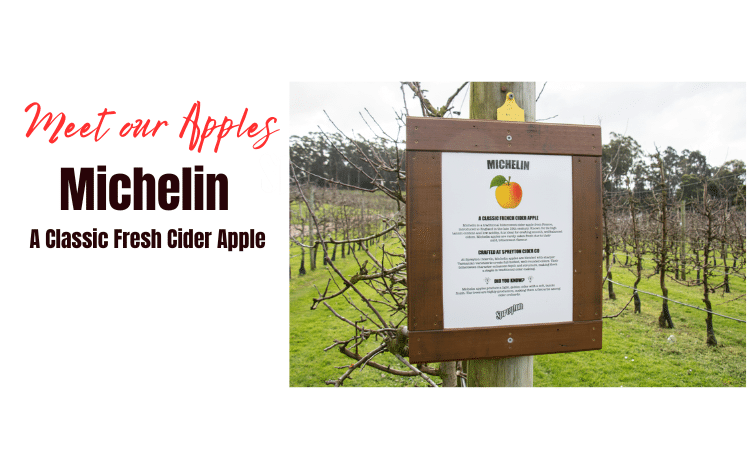 The Michelin Cider Apple: A French Classic in Tasmania