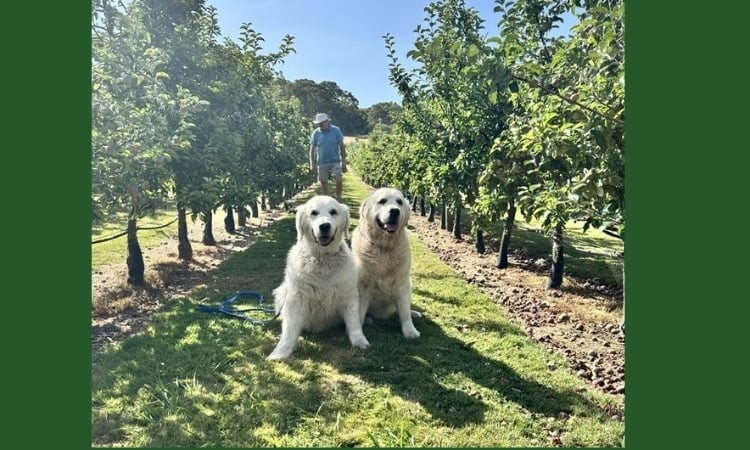 Two large, light-coloured dogs sit in an orchard aisle with a man walking in the distance.